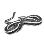 Black ink scientific illustration of an Alameda whipsnake (Masticophis lateralis euryxanthus), showing its slender coiled body, narrow head, and pale lateral stripes.