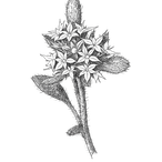 Black ink scientific illustration of Ben Lomond spineflower (Chorizanthe pungens var. hartwegiana), showing a compact cluster of star-shaped flowers, narrow leaves, and spine-tipped bracts.