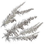 Black ink botanical illustration of California sagebrush (Artemisia californica), showing its branching stems and narrow divided leaves.