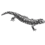 Black ink scientific illustration of a California tiger salamander (Ambystoma californiense), showing its spotted body, four limbs, and curved tail.