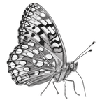 Black ink scientific illustration of a Callippe silverspot butterfly (Speyeria callippe callippe), showing its patterned wings, clubbed antennae, and slender body.