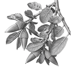 Black ink botanical illustration of coast live oak (Quercus agrifolia), showing an acorn-bearing branch and leathery toothed leaves.