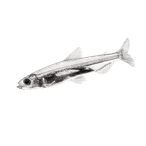Black ink scientific illustration of a Delta smelt (Hypomesus transpacificus), showing its slender translucent body, large eye, small fins, and forked tail.