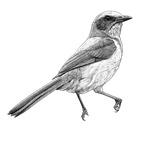 Black ink scientific illustration of a Florida scrub-jay (Aphelocoma coerulescens), showing its stout bill, blue-gray head and wings, pale breast, and long tail.