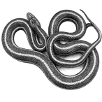 Black ink scientific illustration of a giant garter snake (Thamnophis gigas), showing its coiled body, narrow head, and longitudinal stripes.