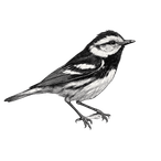 Black ink scientific illustration of a golden-cheeked warbler (Setophaga chrysoparia), showing its pointed bill, dark head, bright cheek patch, streaked body, folded wings, and narrow tail.