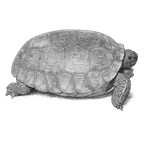Black ink scientific illustration of a gopher tortoise (Gopherus polyphemus), showing its domed shell, blunt head, sturdy legs, and scaled digging forelimbs.
