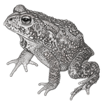 Black ink scientific illustration of a Houston toad (Anaxyrus houstonensis), showing its squat body, warty skin, short limbs, and prominent glands behind the eyes.