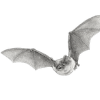 Black ink scientific illustration of a northern long-eared bat (Myotis septentrionalis), showing its elongated ears, compact body, extended wings, and visible wing membranes.