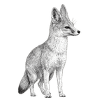 Black ink scientific illustration of a San Joaquin kit fox (Vulpes macrotis mutica), showing its large ears, narrow muzzle, slender legs, and bushy tail.