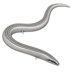 Black ink scientific illustration of a sand skink (Plestiodon reynoldsi), showing its smooth elongated body, short limbs, narrow head, and tapering tail.