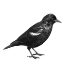 Black ink scientific illustration of a tricolored blackbird (Agelaius tricolor), showing its pointed bill, dark plumage, folded wing, and contrasting shoulder patch.