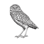 Black ink scientific illustration of a western burrowing owl (Athene cunicularia hypugaea), showing its round head, forward-facing eyes, spotted plumage, and long legs.
